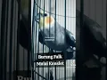 Download Lagu Burung Falk Konslet ngekek