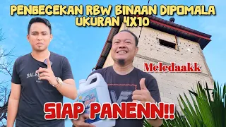 Download SIAP PANEN!! Meledakk lagi, Rbw binaan Andi Sufar dipomala ukuran 4X10. 🥰👍 MP3