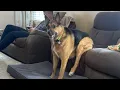 Lagu You Can’t Stop Laughing At These GERMAN SHEPHERDS Dogs 🤣 Funny Animals Video
