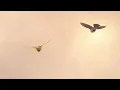 pido X ti - Zhamira