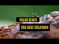 Lagu Prophet Sulaiman's Prayer Drives Away Ants 1 Hour | Doa Nabi Sulaiman Halau Semut 1 Jam