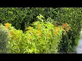 AZ Plant Reviews - Mexican Honeysuckle Justicia spicigera