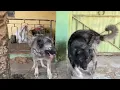 How do You Conduct a Successful Dog Mating Animal Mating and Breeding