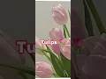 All the good things start from letter T