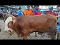 Lagu 13 juta✅️BAKALAN JANTAN SUPER\u0026JOGROKAN PERSIAPAN QURBAN READY BANYAK||siap kirim|pasar sapi jatirogo