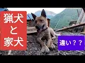 Download Lagu 猟犬と家犬は違いますか？