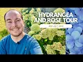 Download Lagu Hydrangea and Rose Tour (Mid-July 2025) | The Southerner's Garden