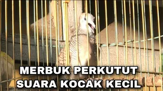 merbuk kampung kocak suara kecil pikat merbok kocak pancingan perkutut suara kecil melengking