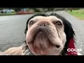 Funny GIFs with Sound