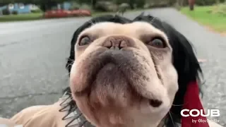 Funny GIFs with Sound