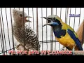 Download Lagu PELATUK BATU VS CUCAK CUNGKOK || MATERI BESETAN  TEMBAKAN SUPER TAJAM