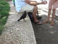 Download Lagu A Very Smart Bird - Thirsty crow comes to humans for help
