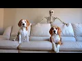 Lagu Scary Skeleton Vs Dogs : Funny Halloween Prank