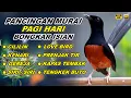 Download Lagu 🔴 LIVE - Pancingan Murai Batu Pagi Hari Full Isian Tembakan kasar Murai Apapun Pasti Nyaut
