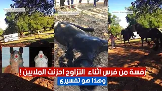 رفسة من فرس اثناء التزاوج احزنت الملايين فى كل العالم و هذا هو تفسيرى 