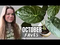 Download Lagu FAVOURITE HOUSEPLANTS OCTOBER 2025