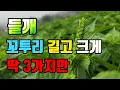 Download Lagu 들깨 9월초에 딱 3가지만 해주면 꼬투리 길고 크게 만든다
