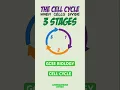 Everything you need to know on The Cell Cycle