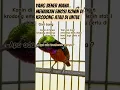 Download Lagu treatment perawatan burung konin agar gacor stabil #koningacor #pecintaburung #kolibrininja