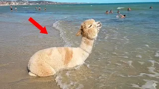 animals meeting water for the first time be like 