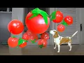 Dog vs GIANT Tomato Invasion