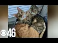 Metro Atlanta man desperate to recover stolen cats
