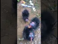 3 anak burung perlung / mandar yang sangat sulit dicari