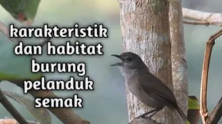 Download Karakteristik dan habitat burung pelanduk semak MP3