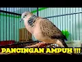 Download Lagu Tekukur KUK 2 Gacor Manggung Volume KERAS | Masteran / Pancingan Derkuku Bahan Agar CEPAT MANGGUNG