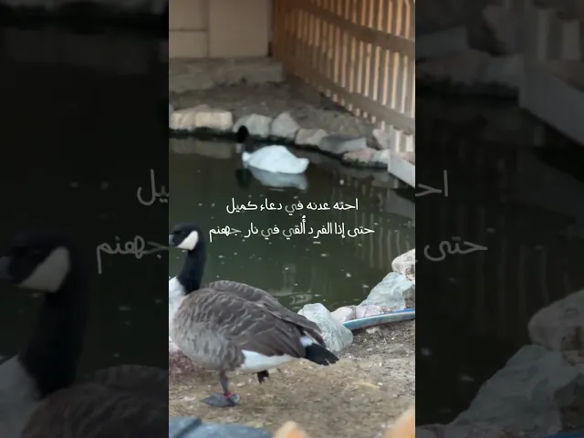 ⁣الأمل برحمة الله 🌱🤍 ، #السيد_محمد_رضا_الشيرازي