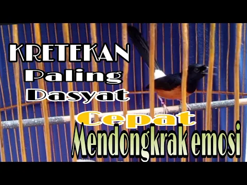 Download MP3 KRETEKAN SUPER DASYAT,, SUARA KERAS,, CEPAT MENDONGKRAK EMOSI LAWAN NARUNG