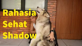 Rahasia Sehat nya SHADOW SI MALAMUTE Ganteng #dailyvlog 