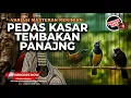 Lagu 🔴 Live Kompilasi Masteran Pukulan Kasar Kasar Cucak Cungkok Gacor vs Tepus Kepala Abu vs Srigunting