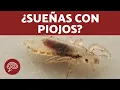 Que significa SONAR con PIOJOS SIGNIFICADO de los SUENOS
