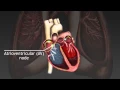 Download Lagu How the cardiac cycle is produced by electrical impulses in the heart