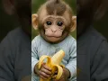 Download Lagu Baby Monkey Takes a Big Bite of Banana Bliss! 🍌🐒