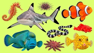 Strange Names, Amazing Sea Creatures! | Learn Russian Vocabulary β ΠΠΎΡΡΠΊΠΈΠ΅ ΠΎΠ±ΠΈΡΠ°ΡΠ΅Π»ΠΈ