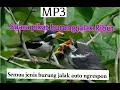 Download Lagu suara pikat semua jenis burung jalak Ribut,burung jalak liar langsung turun ‼️#pikat #jalak