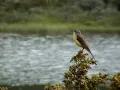 Download Lagu Tree Pipit singing \u0026 Yellow Wagtails - Birds of Norway