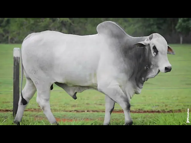 Touro Nelore AFOM - 4242