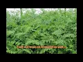 How We Use Craigslist at a Bucks County Tree Farm