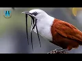 Lagu Maak kennis met een van de luidruchtigste vogels ter wereld (de drielelklokvogel)
