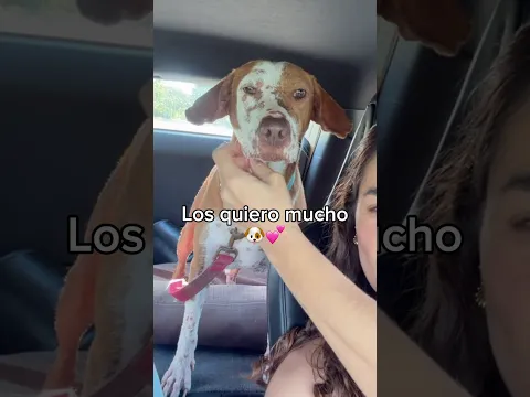 Quini acabó su tratamiento de gusano del corazón!!! 🐶💕