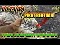Download Lagu PIKAT DI HAJAR ANJING || si BANGGO PIKAT BERTUAH