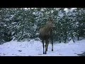 Chopin - Waltz No. 19 in A minor 4K