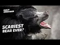 This Is the World s Deadliest Bear