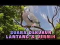 Download Lagu suara dekukur ngebas lantang \u0026 jernih #dekukur #kungmania #perkututlokal #dekukur #perkutut