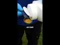 GET RID OF ANTS IN 28 SECONDS