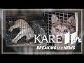 Rescue crews remove 56 animals from Morrison Co mobile home
