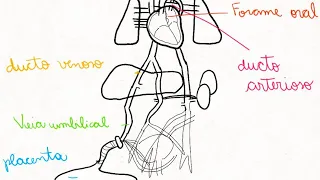 ANIMAÇÃO CIRCULAÇÃO FETAL